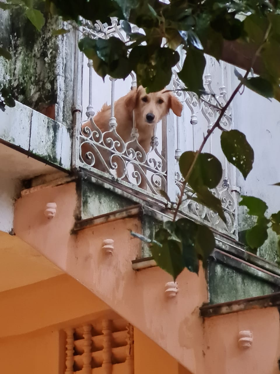 Clarice, mascote do M.E. Ateliê da Fotografia